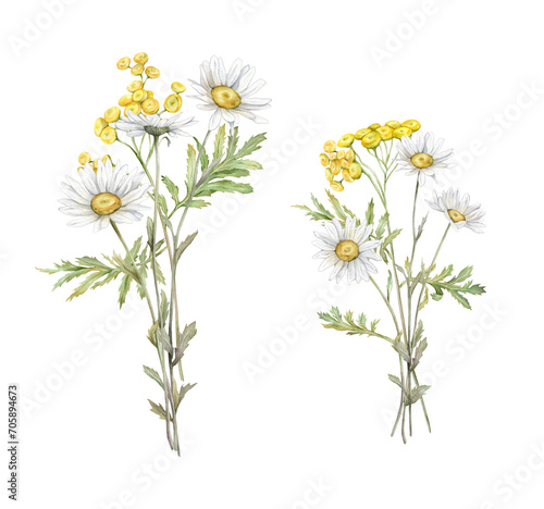 Watercolor Daisy and tansy. Hand drawn illustration of Chamomile and little violet bell. bouquet of white blossom flowers on isolated background. Drawing botanical clipart. Painted wildflowers.