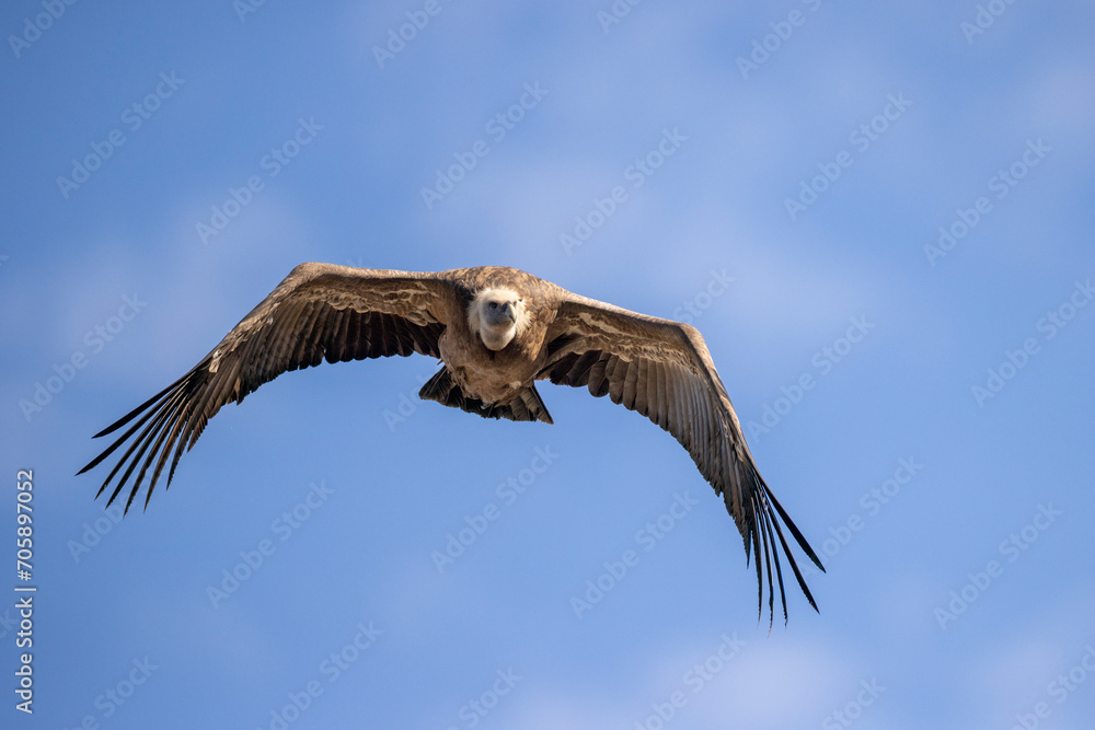 Obraz premium buitre leonado, buitre, animal, libertad, carroñero, protección, ecología, pluma, m, apresurado, vuela, cielo, fauna, aguilas, azul, alas, ave, cometa, negro, pandion haliaetus, vulture, emplumar, azo