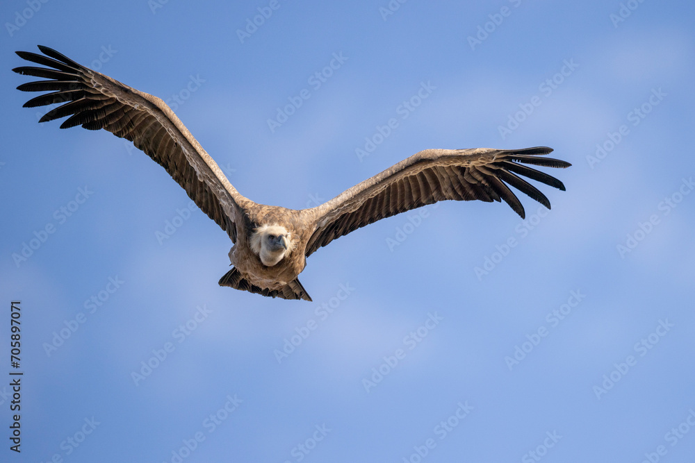 Obraz premium buitre leonado, buitre, animal, libertad, carroñero, protección, ecología, pluma, m, apresurado, vuela, cielo, fauna, aguilas, azul, alas, ave, cometa, negro, pandion haliaetus, vulture, emplumar, azo