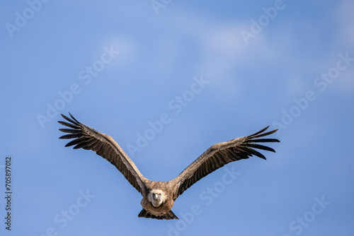 buitre leonado, buitre, animal, libertad, carroñero, protección, ecología, pluma, m, apresurado, vuela, cielo, fauna, aguilas, azul, alas, ave, cometa, negro, pandion haliaetus, vulture, emplumar, azo