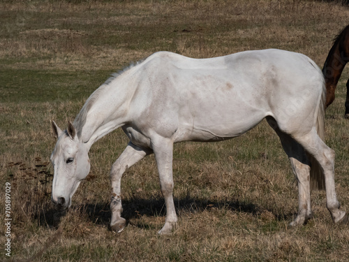 White horse grazing and eating grass in pasture in spring © KristineRada