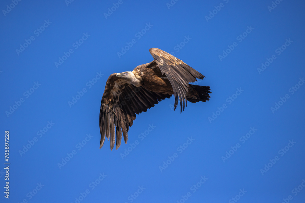 Obraz premium buitre leonado, buitre, animal, libertad, carroñero, protección, ecología, pluma, m, apresurado, vuela, cielo, fauna, aguilas, azul, alas, ave, cometa, negro, pandion haliaetus, vulture, emplumar, azo