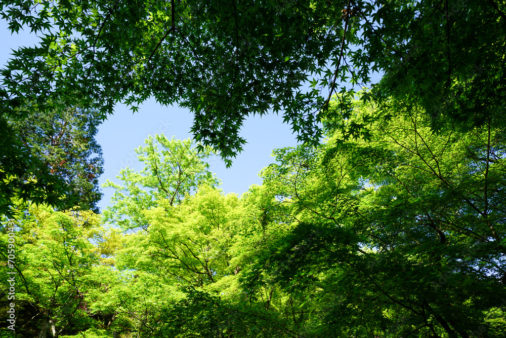 新緑の美しい東福寺の境内