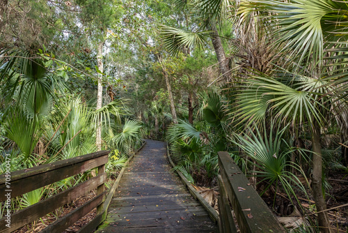 A boardwalk in a tropical forest.