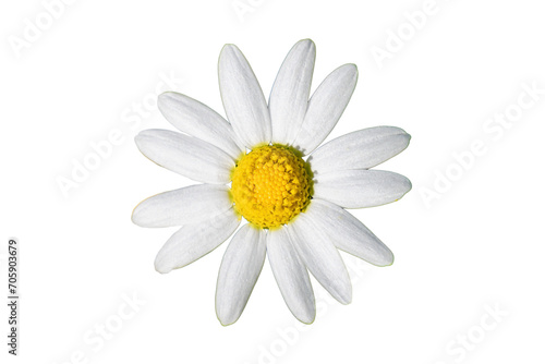 Beautiful white and yellow Daisy, Bellis perennis, probably Anthemis maritima, commonly named sea mayweed or sea chamomile isolated on white background
