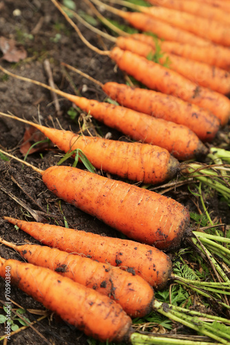 Bunch of organic dirty carrot harvest in garden on soil ground. Carrots on garden bed close up, macro