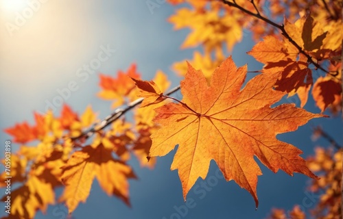 Colorful maple tree leaf in peaceful autumn forest landscape.. 