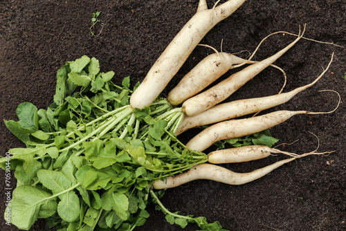 Fotografie Daikon white radish in garden
