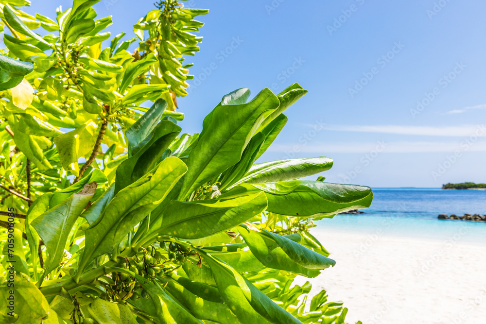 Obraz premium Lush tropical greenery on a tropical island in the Maldives