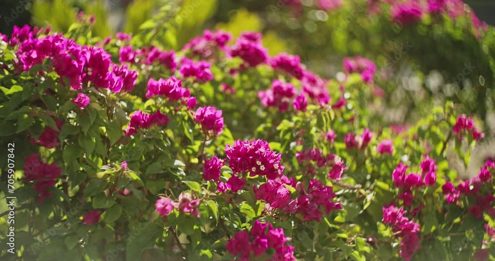 Pink Bougainvillea Flower In Summer Sunny Day. Amazing Blooming Pink Flowers Of Bougainvillea In Garden. Bougainvillea Is Thorny Ornamental Vines, Bushes And Trees. Garden Design Concept. Pink Bougainvillea Flower In Summer Sunny Day. Amazing Blooming Pink Flowers Of Bougainvillea In Garden. Bougainvillea Is Thorny Ornamental Vines, Bushes And Trees. Garden Design Concept.