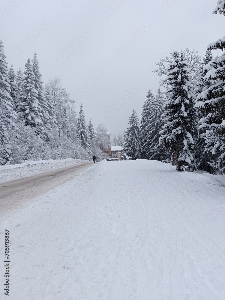 Obraz premium snow covered trees