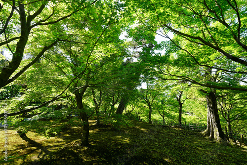 新緑の美しい東福寺の境内