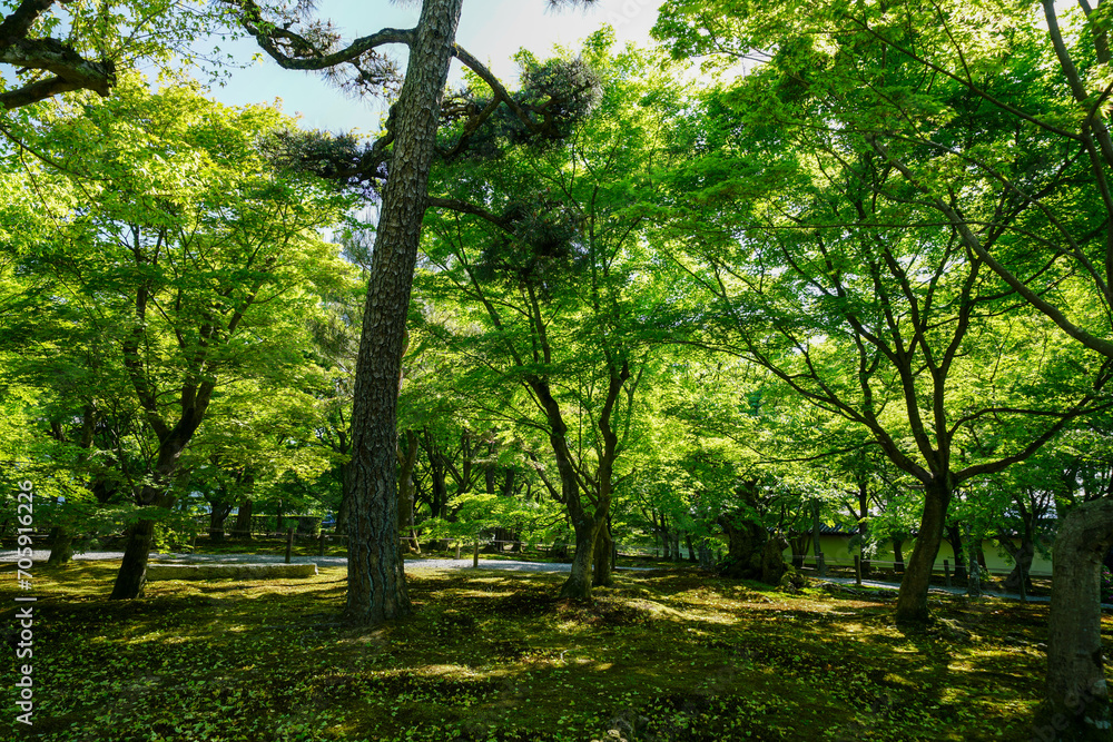 Obraz premium 新緑の美しい東福寺の境内