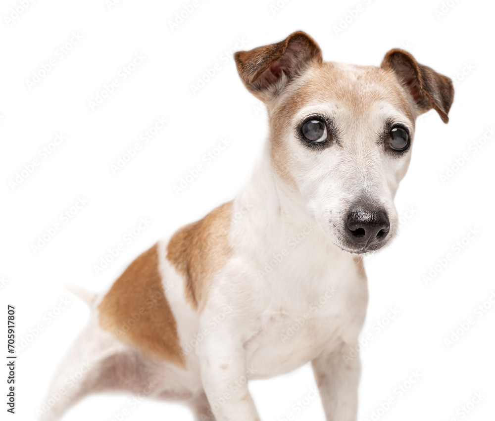 Active playful pose senior dog Jack Russell terrier on white background looking at camera ready to play. Waiting for a toy to fetch. Game time for elderly pet. Excited attentive waiting begging look 