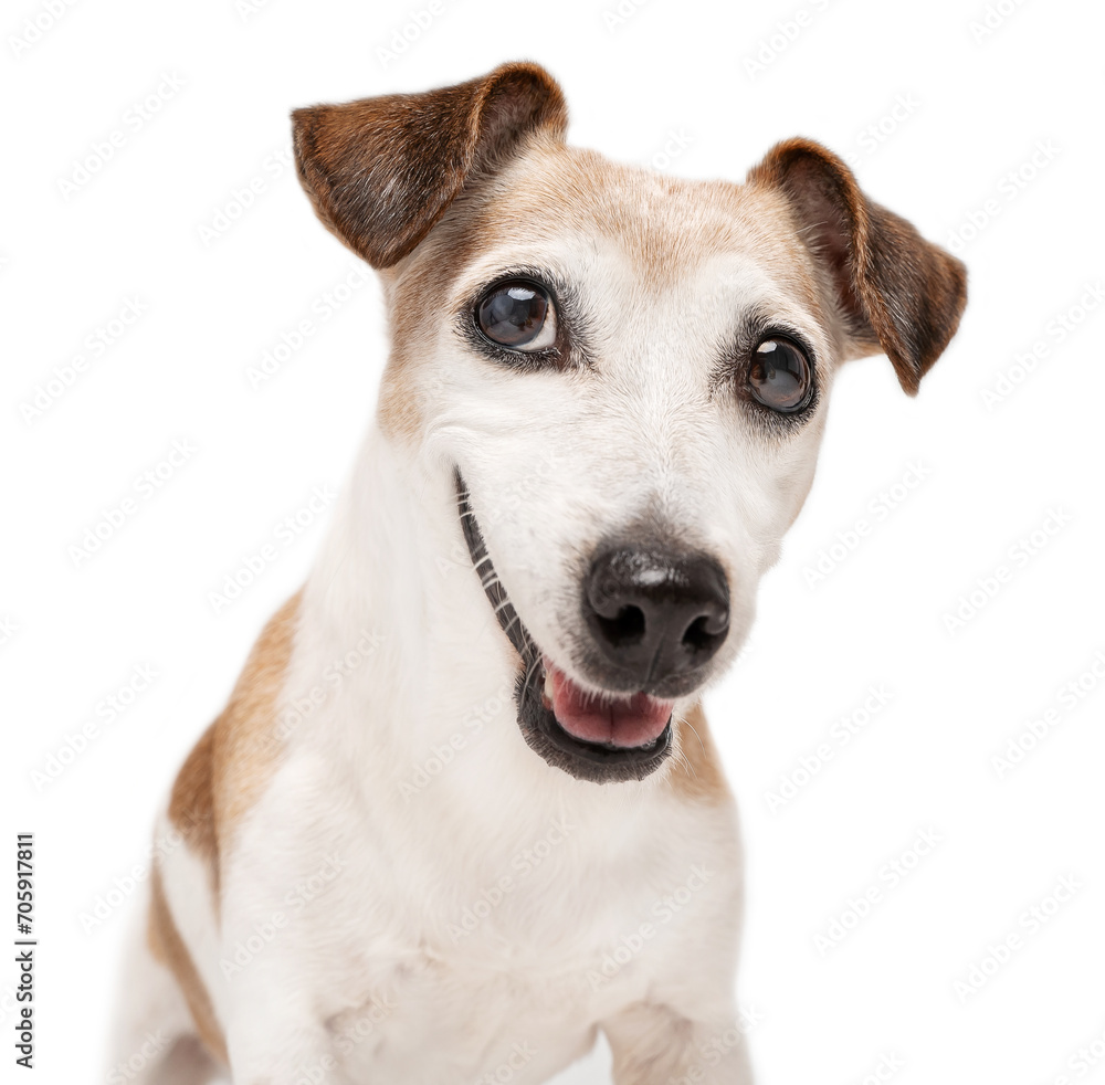 Dog smiling face looking at camera with cunning curiosity and enthusiasm. adorable active senior dog close up studio portrait on white background . Grey haired elderly Jack Russell terrier. Happy pet 