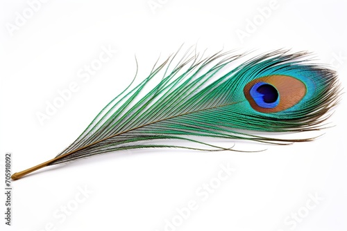 Peacock feather on white background