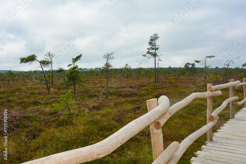 Black moor with a new wooden path photo