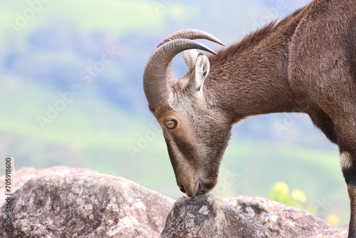 The Nilgiri Tahr  an iconic species inhabiting the majestic Western Ghats of southern India. Beautiful animal photo for wall mounting  greeting cards  seasonal greetings. Tourism. Rare animal. 