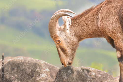 The Nilgiri Tahr, an iconic species inhabiting the majestic Western Ghats of southern India. Beautiful animal photo for wall mounting, greeting cards, seasonal greetings. Tourism. Rare animal. 