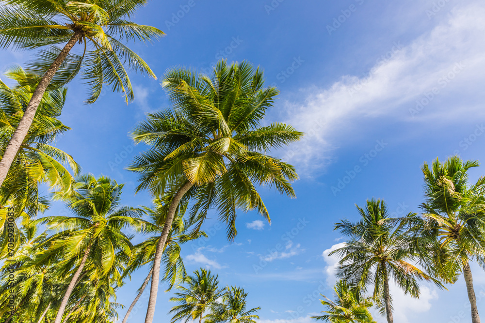 Palm trees  on a tropical island  in the Maldives