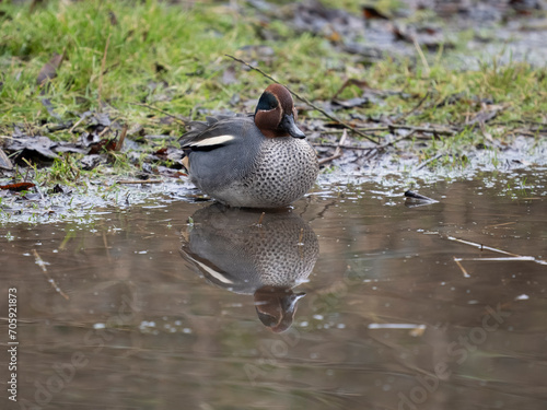 Teal, Anas crecca, photo