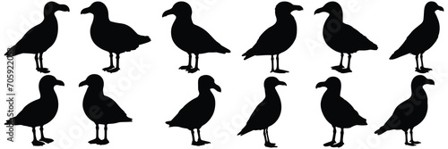 Bird seagull silhouettes set, large pack of vector silhouette design, isolated white background