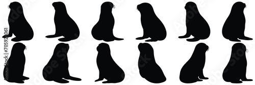 Monk seal silhouettes set, large pack of vector silhouette design, isolated white background