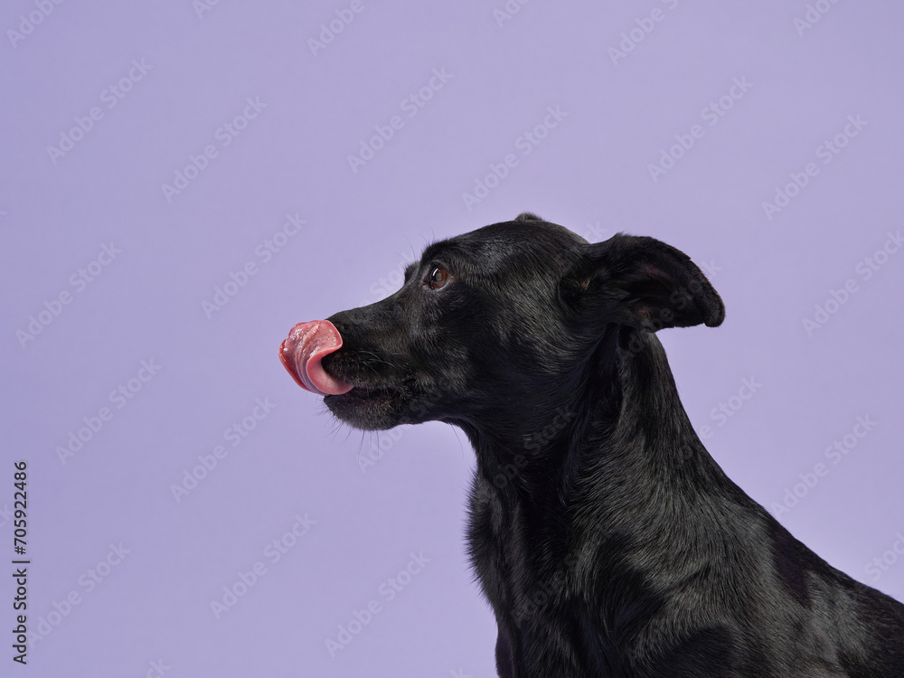A scruffy black dog with an attentive gaze poses against a soft purple background, its fur texture highlighted. 