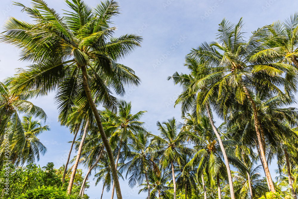 Palm trees on a tropical island in the Maldives Palm trees on a tropical island in the Maldives