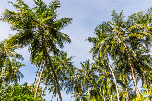 Wallpaper Mural Palm trees  on a tropical island  in the Maldives Torontodigital.ca
