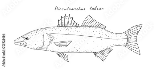 European seabass (Dicentrarchus labrax) with name. Black hand drawn realistic outline vector image.