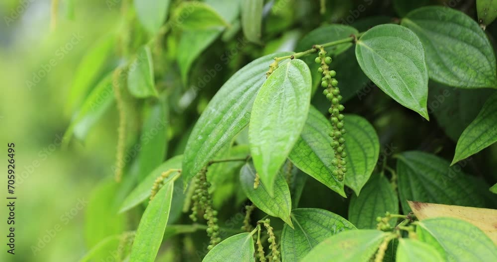 Black pepper fruits grow on tree in garden Black pepper fruits grow on tree in garden