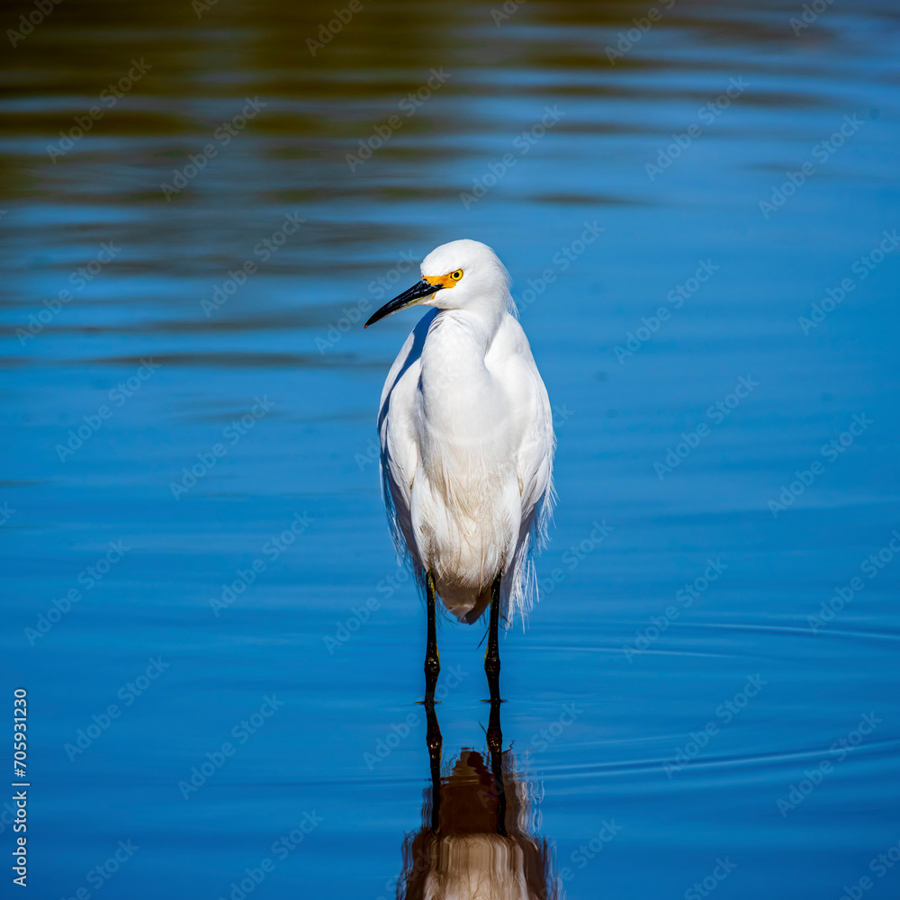 A Snowy Egret searches for food along the shore of a shallow lake near Phoenix Arizona A Snowy Egret searches for food along the shore of a shallow lake near Phoenix Arizona