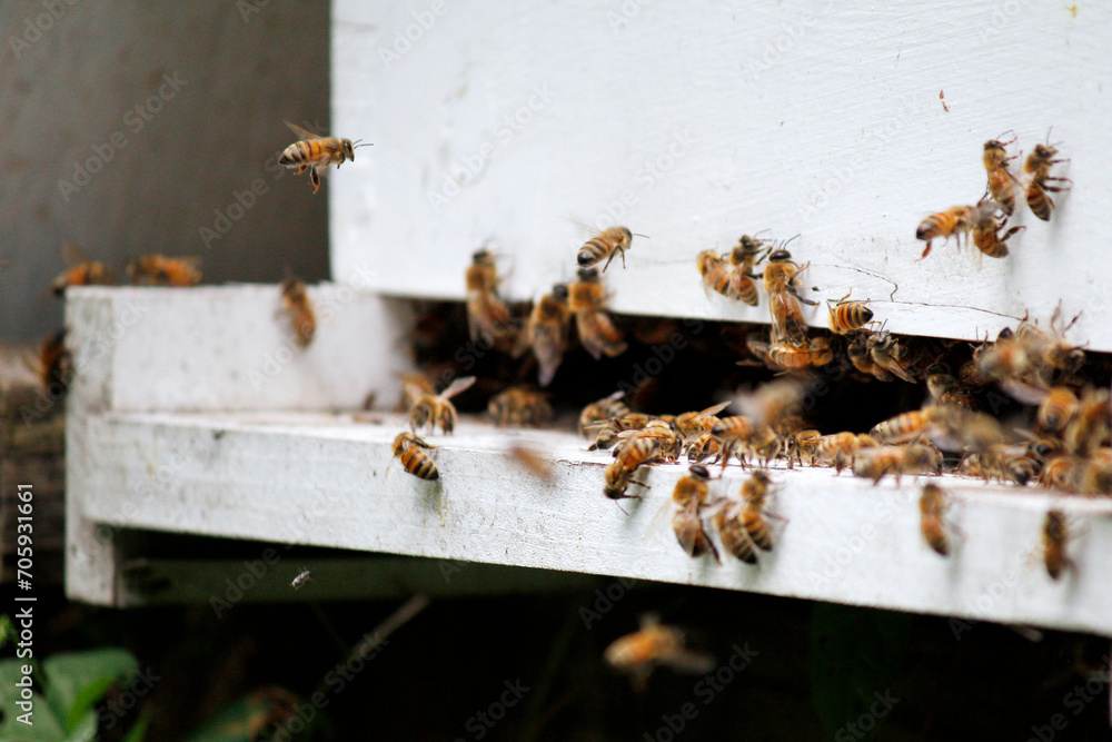 Honeybees swarm at a community apiary created in a conservation effort to protect pollinators. Honeybee colonies have been particularly susceptible to colony collapse as a result of pesticide use. Honeybees swarm at a community apiary created in a conservation effort to protect pollinators. Honeybee colonies have been particularly susceptible to colony collapse as a result of pesticide use.