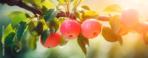 Red apple branch close-up, fruit orchard background with copy space