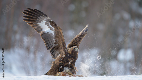 Foto Golden eagle (Aquila chrysaetos) in winter, Norway