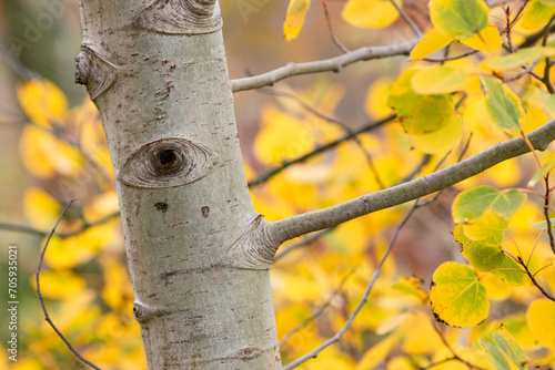 Birch tree in forest