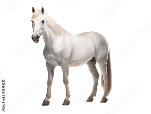 a white horse with a white background
