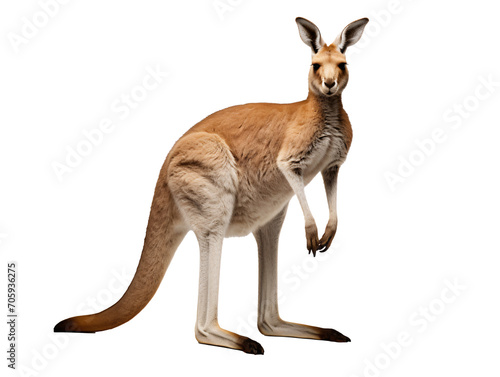 a kangaroo with a white background