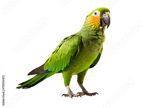 a green parrot with yellow beak