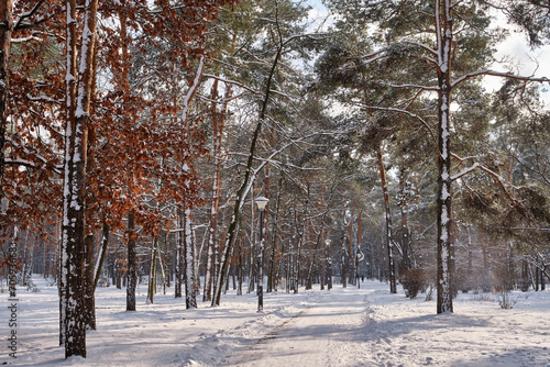 Winter Beauty in the Park © Ryzhkov Oleksandr
