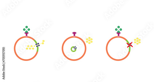 Diabetes mellitus type 1, pancreas's failure to produce enough insulin and type 2, cells fail to respond to insulin (Insulin resistance). Result in high blood glucose levels. Vector illustration.