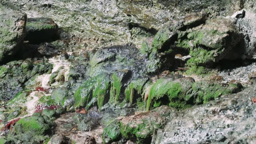 Close-up video of water drops falling on green moss-covered stones. Vivid moss, water drop interaction. Mesmerizing moss, water drop visuals. Tranquil scene of moss, water drop on rocks Close-up video of water drops falling on green moss-covered stones. Vivid moss, water drop interaction. Mesmerizing moss, water drop visuals. Tranquil scene of moss, water drop on rocks