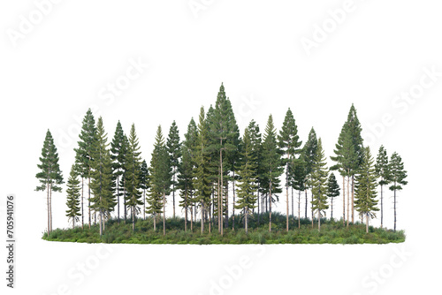 Pine forest and meadow on transparent background