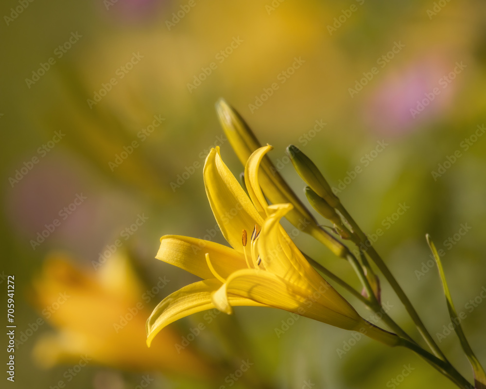 Sunlit yellow lily Sunlit yellow lily