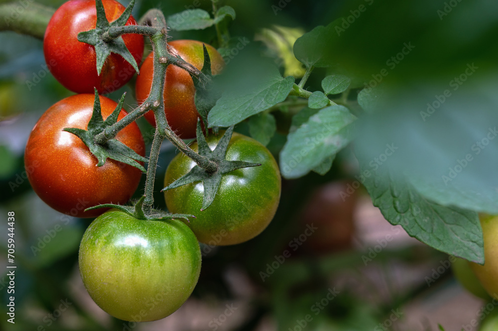 Organic tomatoes growing on stem at local produce farm. Copy space.