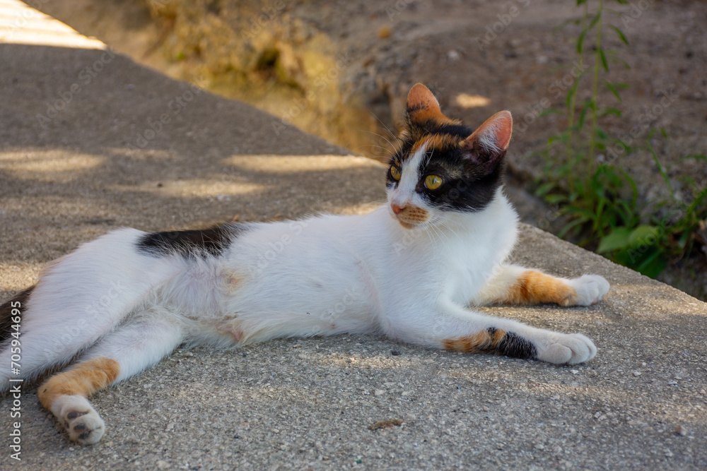A cat sitting on the ground in the morning for looking to something for selective focus.Happiness and relaxing time concept.