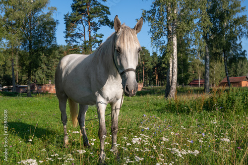 A gray horse grazing in a pasture on an early summer morning. Farming, breeding horses