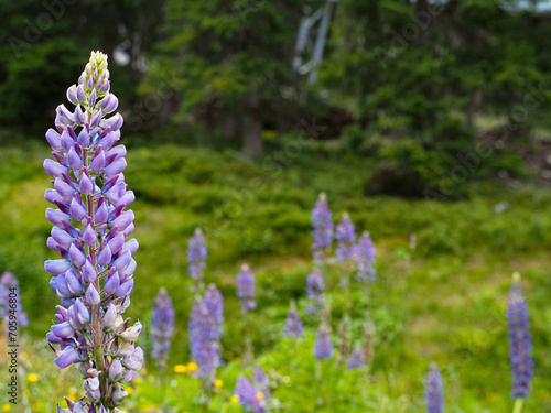 lavender neophyte lupin in a green forest meadow