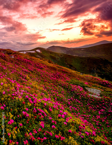 blooming pink rhododendron flowers in the mountains, amazing nature scenery.
